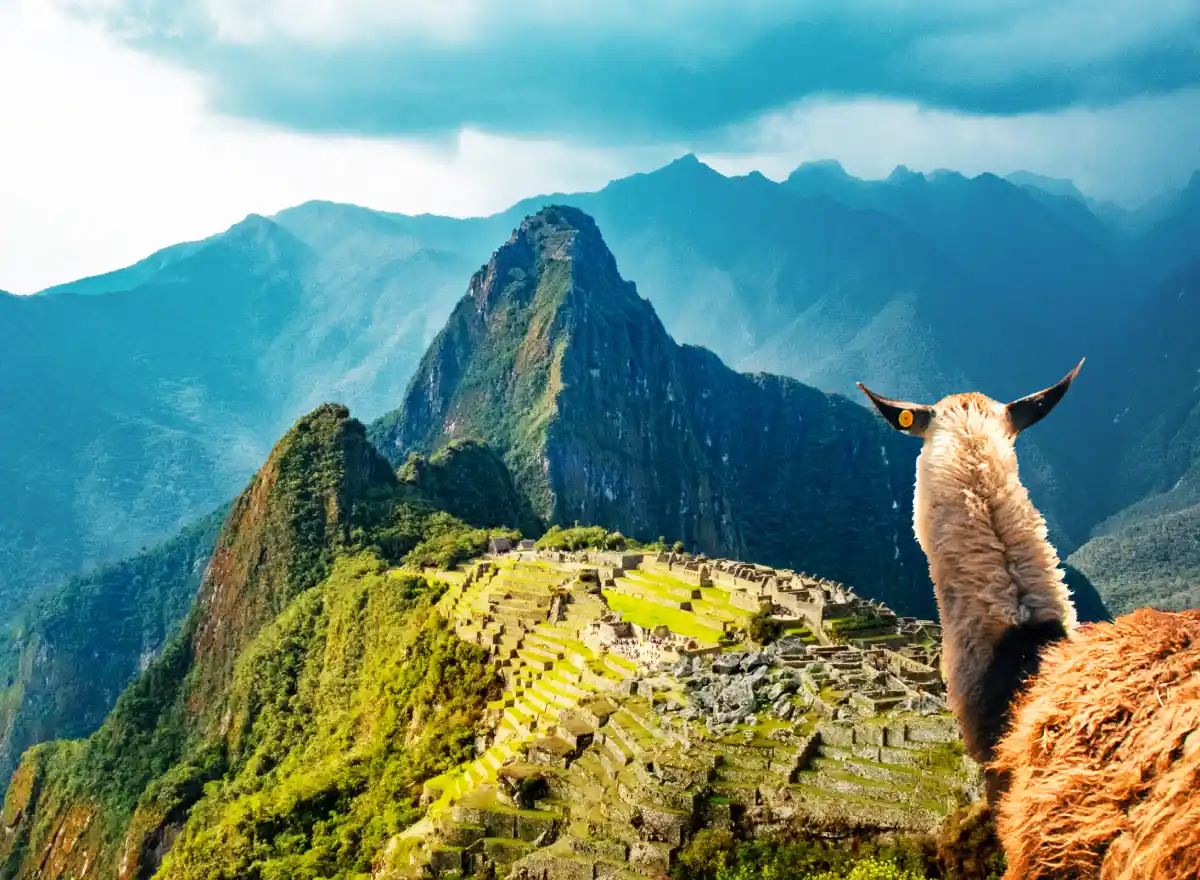 Ciudadela de Machu Picchu en Cusco con una llama en primer plano, montañas andinas, terrazas incas y cielo nublado.
